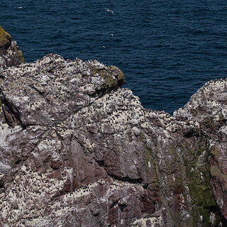 St Abbs Head - Guillemots